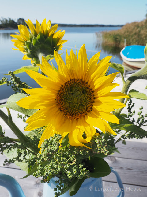 lingonberryhouse, auringonkukka, sunflower, quay, kaija, laituri, aurinkoon katsoja, face to the sun