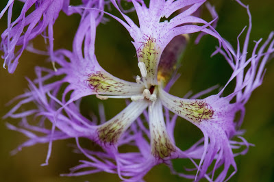 [Caryophyllaceae] Dianthus superbus – Fringed Pink (Garofano superbo)