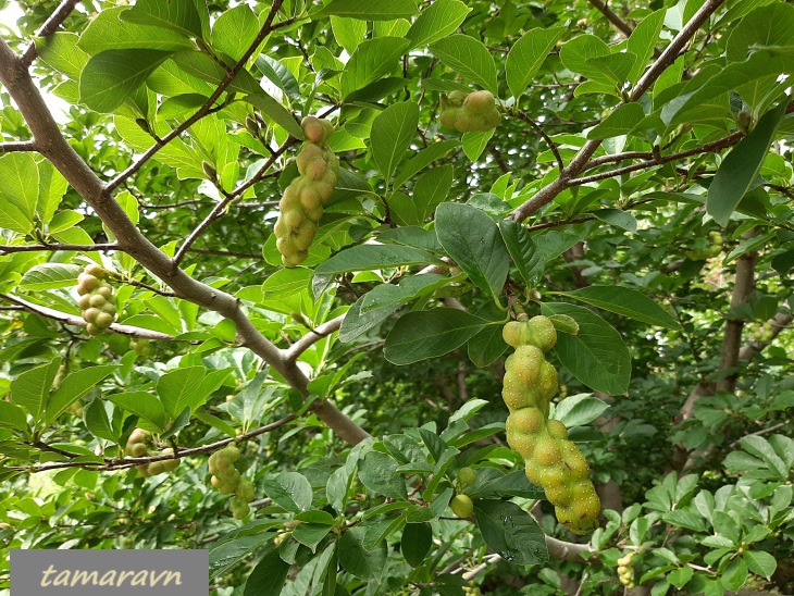 Магнолия Лёбнера (Magnolia × loebneri)