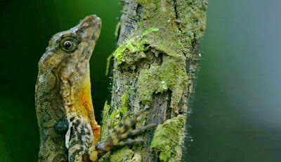 Amazing, Kadal Darat Ini Bisa Bernapas Lama Dalam Air