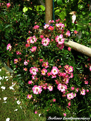 Ziergarten: wilde Rosen