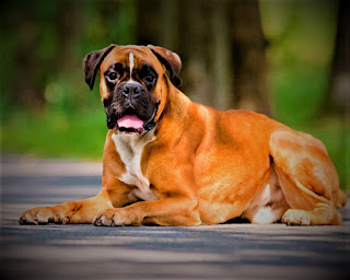 Boxer Dog history Boxer could be a dog far-famed everywhere on the planet. They are very popular in America, Europe, and CIS countries, and this breed originated in Germany. In fact, they are descendants of the large German hunting dogs Bullenbeisser, and also have blood Bulldog. Bullenbaiser was used as a hunting dog with which went even on a bear, as well as on wild boar, deer, elk, in general - on a large game.  Over time, hunting big game became less, but the number of farms, on the contrary, increased. Accordingly, the ancestors of boxers moved from hunters to guards of estates, and also performed a lot of other functions, being in the role of universal dogs which could be entrusted with various work, up to the dragging of a small cart to the market with the owner.  The line of the boxer's dog began when the Munich bullenbaiser bitch took a walk with a dog of the unknown suit, most likely - simply with a breadless yard dog. It is believed that the litter that they had was born, and was the first boxers. More precisely, the progenitor of the breed is a male from this litter named Lechner. And it all happened in the late 19th century.  The first boxers, Lechner's children, were registered as Bierboxer or Modern Bullenbeiser, but his "daughter" was then paired with a male bulldog, resulting in dogs that were first presented at a dog show in Munich (and later registered) as boxers.  The most famous were the male Flocka and the female (daughter of the Floka sister) with an intricate name (it's not even a nickname) Meta von der Passage. originally. but! It is to her goes back a lot of modern pedigrees, as she produced a lot of puppies with excellent performance. Boxers of those years differed from modern, this fact, in particular, was squatter, but the general features are much more than differences. In America, the first individuals appeared in 1903 and gained the location of American dog breeders.  Boxers are also among the first breeds of dogs used by police and the military. Unfortunately, they were also used for dogfights.   Characteristics of the breed popularity                                                           10/10  training                                                                05/10  size                                                                        07/10  mind                                                                     05/10  protection                                                          08/10  Relationships with children                         10/10  Dexterity                                                             05/10     Breed information country  Germany  lifetime  9-14 years old  height  Males: 56-63 cm Bitches: 53-60 cm  weight  Males: 30-34 kg Suki: 23-27 kg  Longwool  Short  Color  redhead, tiger, white, tiger with white spots  price  450 - 1500 $  description The physique is athletic, muscular, and with absolutely drawn muscles. The hind legs area unit is longer than the front, the area of the limb unit is of medium length, and the total body is folded up proportionately. The muzzle is brief, a bit planate, the ears area unit folded up, if not cupped. The chest is voluminous; the abdomen is clearly expressed. the color is red, tiger, white, a tiger with white spots, and also the hair is brief.   personality The dog breed boxer contains a terribly friendly and inquisitive character. She is entirely centered on her family and master, smart, understanding, and contains a noble temperament, composure, and nice patience. This breed contains a high level of energy, it's a fidget, which needs a range of activities, together with coaching, walking in nature, fidgeting with different dogs and other people.  And, at the same time, a boxer cannot stay on the street for a long time, not in winter, when it is too cold, or in summer, when it is too hot. That's the contradictory creature. The thing is that in summer because of the short muzzle the body of the dog is not cooled properly, and in winter, because of the short coat, respectively, does not retain heat. Therefore, if in winter you have a long walk somewhere, it is better to put the dog in a special jumpsuit.  By the way, if you have a private house and your yard, and you want the dog to be more on the street, make sure that there was a thick shade, and do not be lazy to water the pet from the hose. On a hot day, he'll be happy about it. But in winter it will have to be kept in the house, here without options.  Inside his family, the boxer is an incredibly affectionate, devoted, and loving dog, who is distinguished by obedience and responsiveness. He likes to play, fool around, and normally usually behaves terribly funny, catching the lover's views of the house owners - this dog, of course, like. It adapts well to different living conditions, and can easily live in a city apartment if it gets enough walks and activities described above.  The dog breed boxer has a low level of aggression and rarely engages in quarrels with other dogs, or even more so with other people. This is possible, as the pet will always protect its owners, but the first he on someone else's dog for no reason does not throw - such cases are extremely rare. One of the legendary qualities of a boxer is his attitude to children and great patience in communicating with them. Even a tiny low kid WHO isn't nonetheless superb at behaving with a dog, won't cause a negative reaction during this breed. If this happens, it is an isolated case, an exception to the rule.  In relation to strangers, the dog is cautious, and at first, glances as if he may not even notice an outsider, although, in fact, the dog is always on the lookout. If it is a family friend and he knows how to behave with a dog, she will answer him positively, but with restraint. After all, the breed of the boxer is known for its vigilance - it is an excellent watchman, he has a heightened sense of hearing and is in the attention even when, at first glance, peacefully dozing. And if it's necessary to prevent the unwelcome person, the dog won't back off and can do everything attainable.  The breed of the boxer is known for the fact that it matures for a very long time - full maturation occurs no earlier than three years. This is one of the reasons why the dog has been keeping its playfulness for so long. Boxers participate in dog disciplines - obedience, agility, and a three-stage competition, which tests the dog's ability to track, obedience, and protect.  teaching The breed of a dog boxer needs early socialization, training, and training. Training is necessary for animals to give the brain the necessary food, as it is not only the body that needs stimulation. Usually, training takes place without problems, as the dog is naturally endowed with good intelligence and obedience. Especially since the boxer is always happy to do with the owner a useful thing, which, moreover, can also be interesting.  The only thing you can advise is to make the classes active, and diverse, also the breed has a very lively character and a lot of energy. The master requires consistency, flexibility, ingenuity, patience, and kindness. And also, of course, plenty of goodies in their pockets to reward the animal for the successful performance of the task.     care The breed of dog’s boxer has a short coat but still sheds the hair quite abundantly, as for wool of such length. It is necessary to comb the dog once a week, and to bathe at least once a week. The claws are usually trimmed three times a month, the eyes are cleaned daily, and the ears - three times a week.     Common diseases A boxer, a breed that has a penchant for various diseases, however, is not the fact that you will meet at least a third of them in your pet. Among them:  cancer. Boxers are particularly prone to the development of tumors of mast cells, lymphoma, and brain tumors. White boxers and boxers with excessive white marks can sunbathe in the sun and even develop skin cancer. If your boxer is light in color, apply sunscreen on your ears, nose, and coat when they go outside on a hot sunny day; aortic stenosis / subarctic stenosis (AS / SAS). It is one of the most common heart defects in boxers; boxing cardiomyopathy (BKM). It is also called boxing arrhythmic cardiomyopathy (BAC), familial ventricular arrhythmia (FVA), and arrhythmogenic right-heart cardiomyopathy (ARVC). BCM is a hereditary disease. The dog's heart sometimes pulsates (arrhythmia) due to impaired electrical conductivity. It can cause weakness, collapse, or sudden death. Since this condition is difficult to detect, it can lead to sudden death; hip dysplasia; hypothyroidism; corneal dystrophy; demodicosis; gastric torsion; Allergy deafness. White boxers are particularly prone to deafness. About 20 percent of white boxers are deaf.