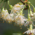 Wordless Wednesday, Prunus serrula and the Honey Bee.