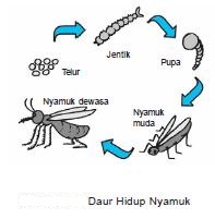 Penting Siklus Hidup Hewan, Contoh Hewan