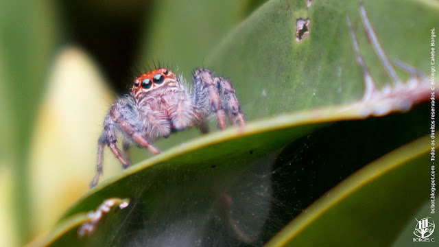aranha familia Salticidae em registro maacro