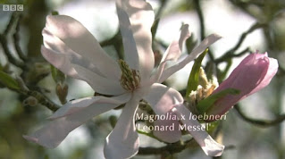 Magnolia Leonard Messel