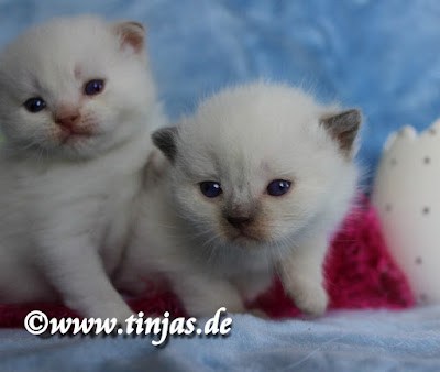 Katzenbabys Britisch Kurzhaar colourpoint