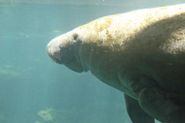 Manatees 