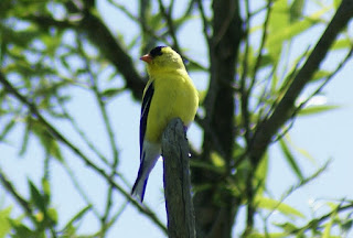 Chardonneret jaune - Carduelis tristis