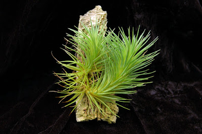 Tillandsia bergeri air plant care and culture