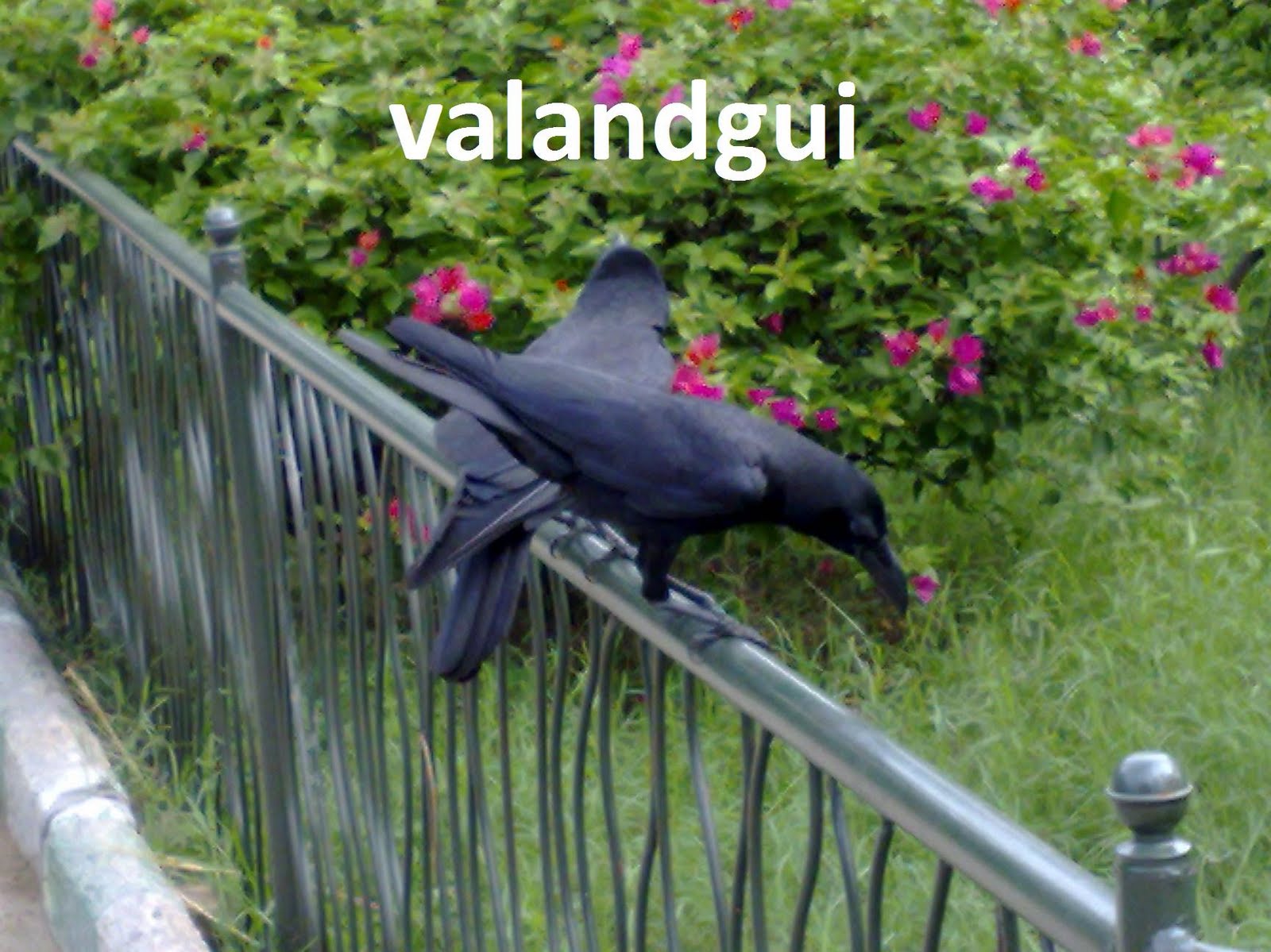 valandgui