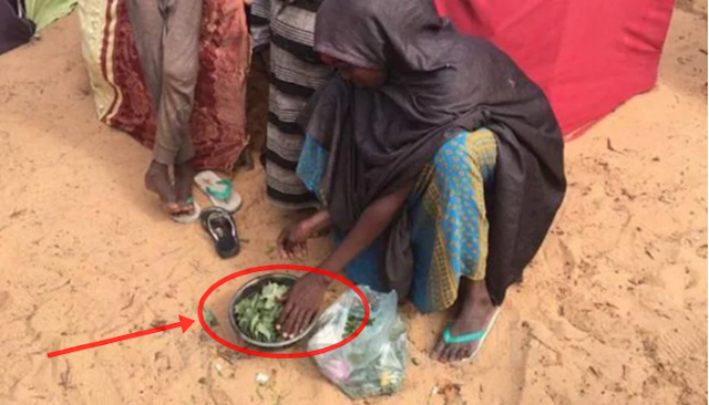 MENYEDIHKAN..!! Jutaan Warga Somalia Hanya Berbuka Puasa Dengan Daun