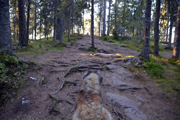 kuer kongens utsikt krokkleiva hole