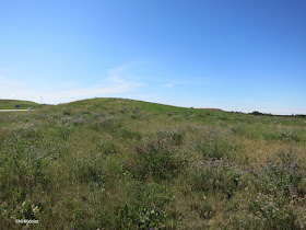 Alberta grassland