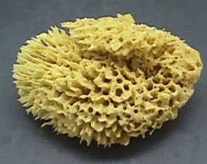 Penjelasan Mengenai Hewan  Berpori  Porifera  simpleNEWS05
