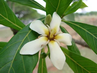 flor jenipapo