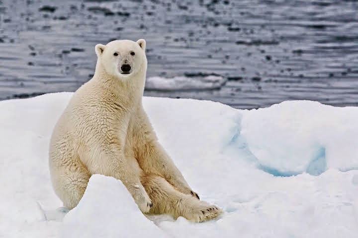 Bagaimana Gaya Hidup Beruang Kutub? Belajar Sampai Mati, belajarsampaimati.com, hoeda manis