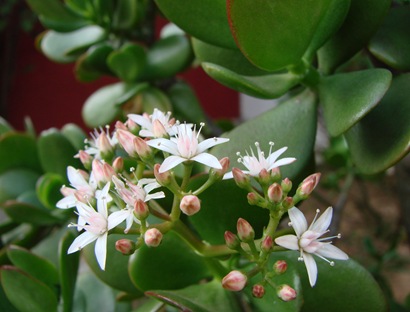 Crassula Ovata 