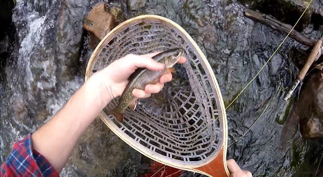 Southern WI Madison Wild Brook Trout