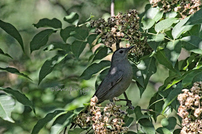 A catbird in a tree in Central Park. View Three.