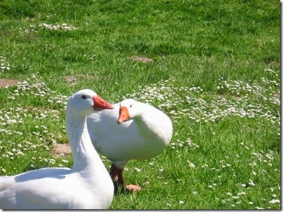 IMG_1964 Geese at Trojan Nuclear Power Plant Recreation Lake on May 13, 2006