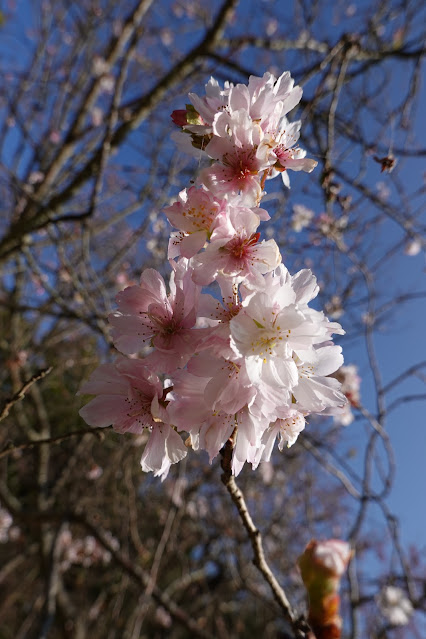 鳥取県西伯郡南部町鶴田　とっとり花回廊　秋の桜の広場　ジュウガツザクラ（十月桜）