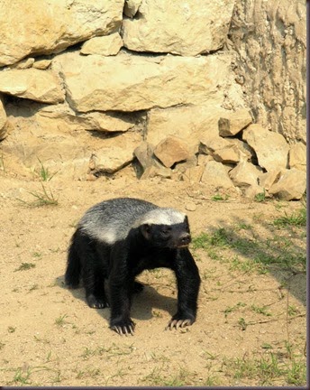 Amazing Animals Pictures  honey badger (Mellivora capensis) (7)