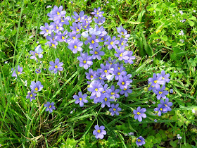 Dotted Blue-eyed Grass wildflower at White Rock Lake, Dallas, Texas