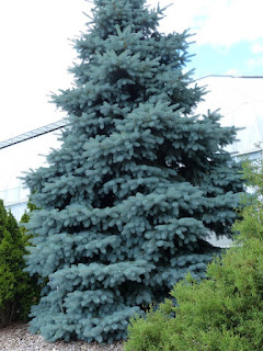 Picea pungens 'Baby Blue eyes'