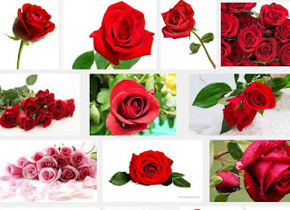 rose flower meaning