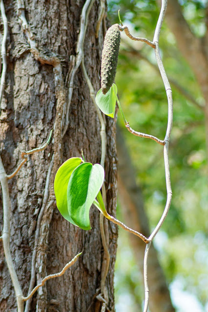 Scindapsus officinalis