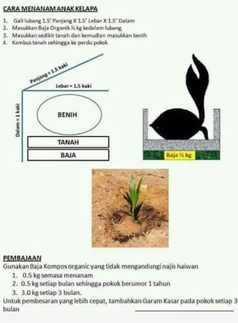 Cara Menanam Anak Kelapa Yang Betul - PERTANIAN SATU 