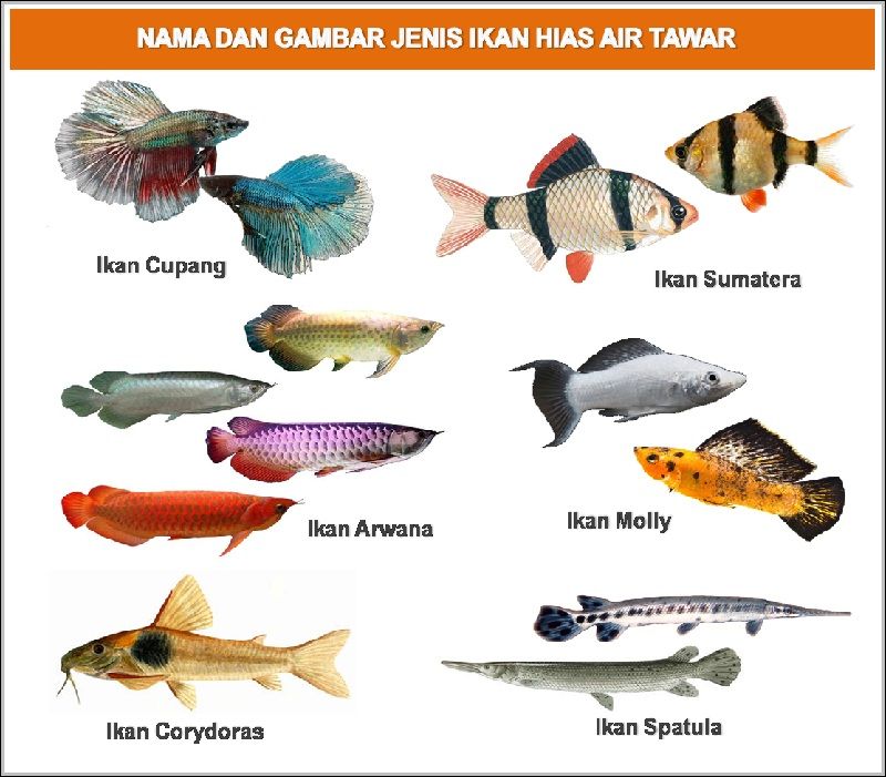  Nama  Nama  Ikan  Hias Air Tawar  Air Laut Air Payau 