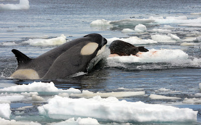 A killer whale hunting a seal
