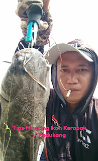 Tips Mancing Ikan Keropak / Kedukang