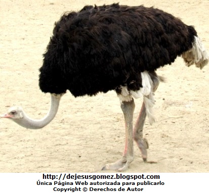 Foto de Avestruz macho en el Parque Zoológico de Huachipa. Foto de avestruz de Jesus Gómez