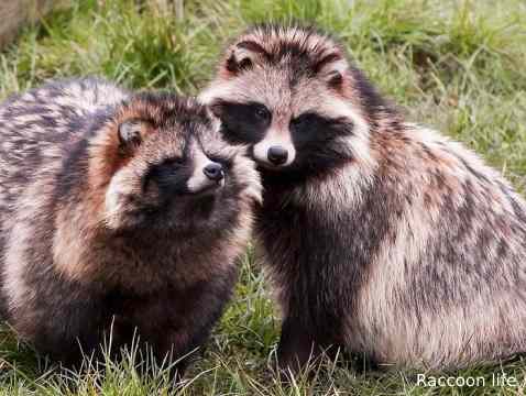 Raccoon Dog Pet - The Nature of these Exotic Animal