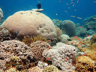 Eksotisnya Surga Taman Bawah Laut di Pulau Banda