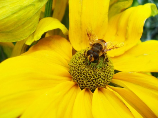 bee