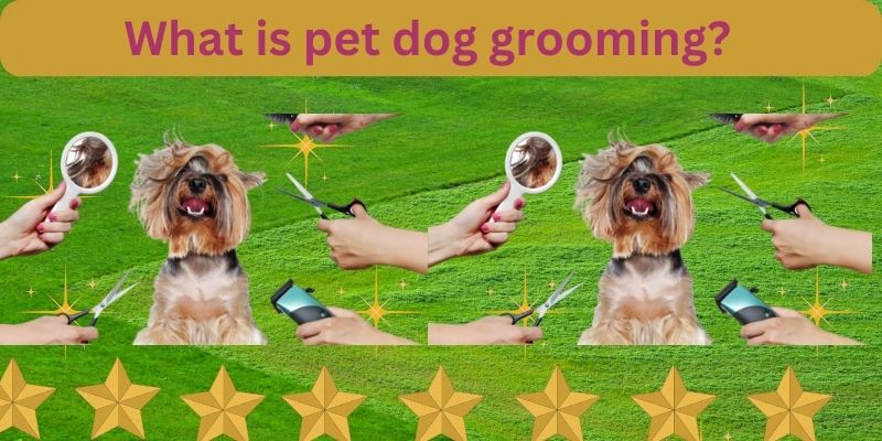 What is pet dog grooming?