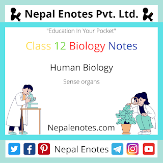 Class 12 Zoology Sense Organs Notes
