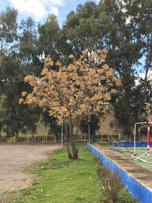 Chinaberry near the municipal pool