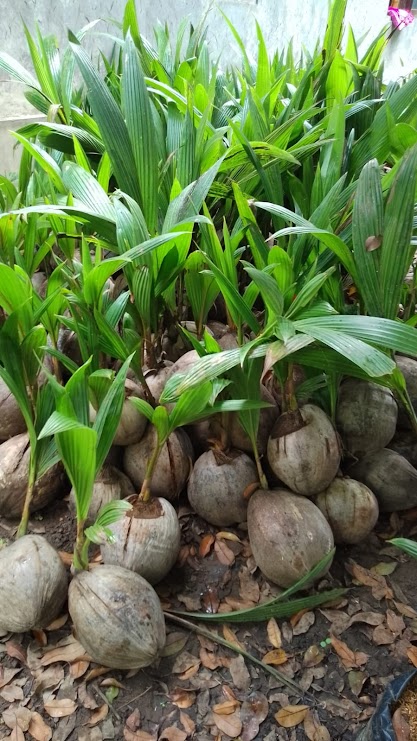 bibit kelapa hibrida super genjah cepat berbuah kontraktor tanaman Banten