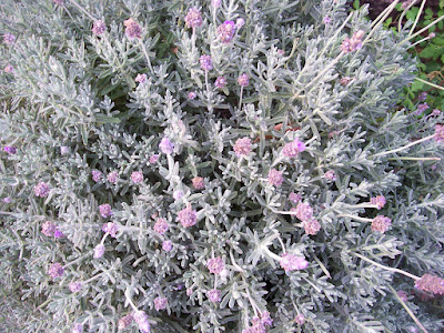 top-down view of a lavender bush with stems radiating from center