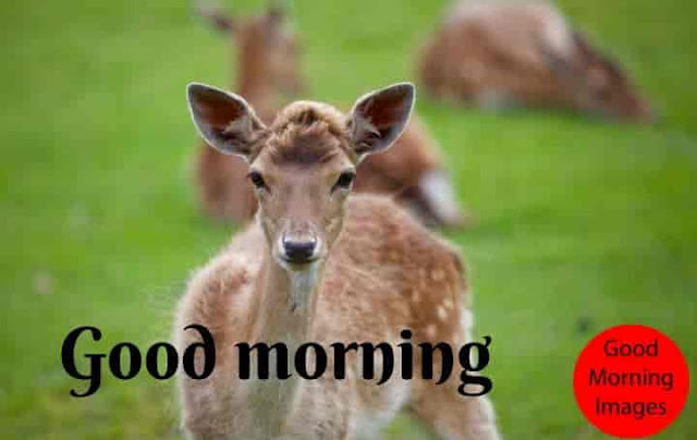 Animal Say Good Morning