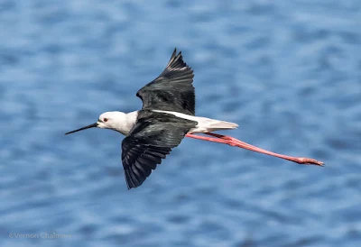 Black-winged Stilt in Flight Cape Town  : Canon EOS 7D Mark II / 400mm Lens