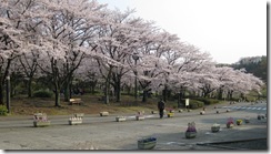 Cherry Blossom