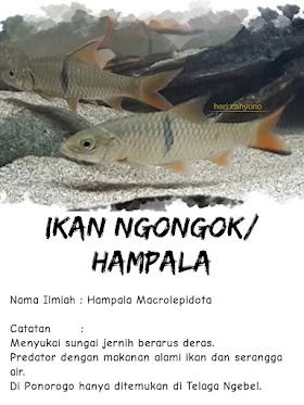 28 Jenis Ikan Lokal (native) di Ponorogo