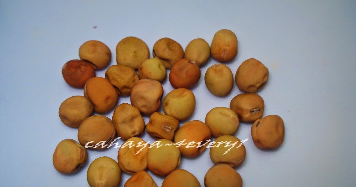 RUMAHKUBAHAGIAKU: cara menanam kacang kapri atau kacang 