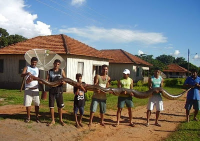 Ular Terbesar Dunia 